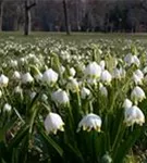 Frühlings-Knotenblume, Märzenbecher - Leucojum vernum