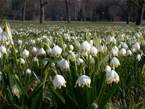 Frühlings-Knotenblume, Märzenbecher - Leucojum vernum