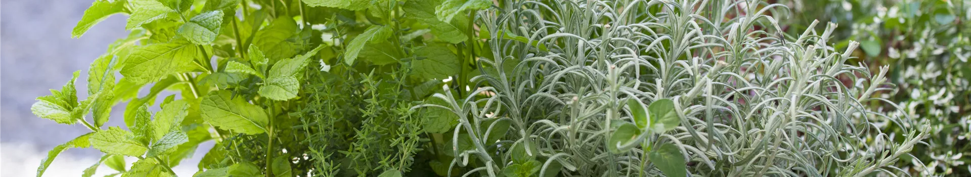 Mit frischen Kräutern in den Frühling starten