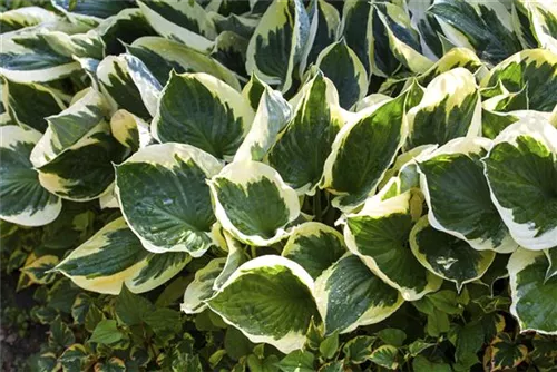 Gaublättrige Goldrand-Garten-Funkie - Hosta x fortunei 'Aureomarginata'