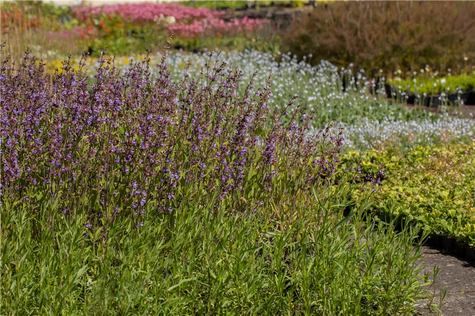 Seedeo Lavendelsalbei Samen – 50 Stück, Spanischer Salbei (Salvia Lavandulafolia), Für Kräutergarten, Heilpflanze