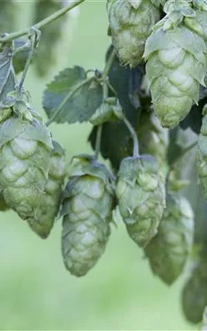 Humulus lupulus