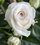 Strauchrose - Rosa 'La Passionata'