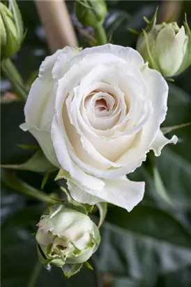 Strauchrose - Rosa 'La Passionata'