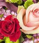 Strauchrose - Rosa 'La Passionata'