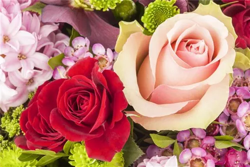 Strauchrose - Rosa 'La Passionata'