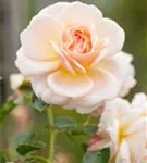 Strauchrose - Rosa 'La Passionata'