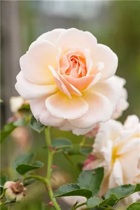 Strauchrose - Rosa 'La Passionata'