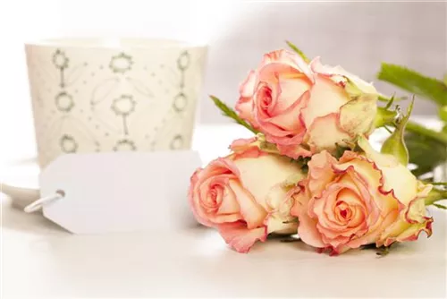Strauchrose - Rosa 'La Passionata'