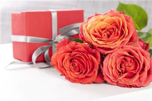 Strauchrose - Rosa 'La Passionata'