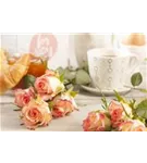 Strauchrose - Rosa 'La Passionata'