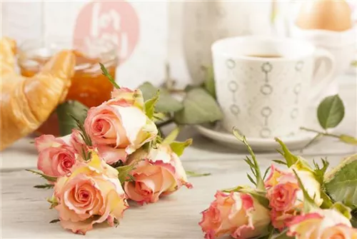 Strauchrose - Rosa 'La Passionata'