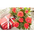 Strauchrose - Rosa 'La Passionata'