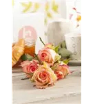 Strauchrose - Rosa 'La Passionata'