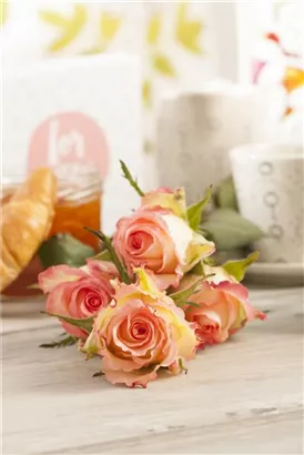 Strauchrose - Rosa 'La Passionata'