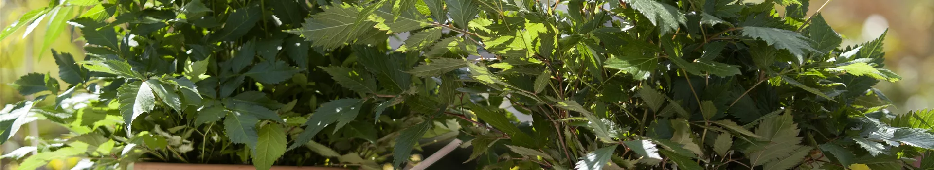 Garten to go: ungewöhnliche Pflanzgefäße im mobilen Garten