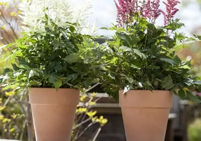 Garten to go: ungewöhnliche Pflanzgefäße im mobilen Garten