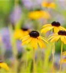Prächtiger Sonnenhut - Rudbeckia fulgida var.speciosa