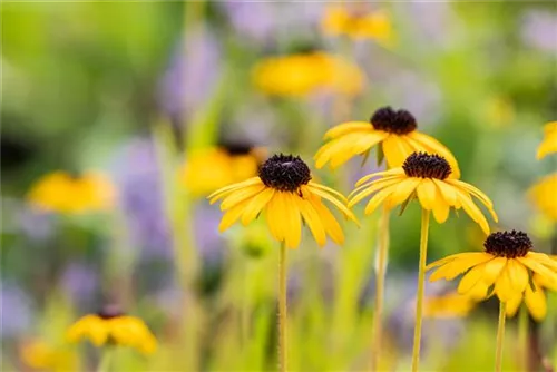 Prächtiger Sonnenhut - Rudbeckia fulgida var.speciosa