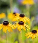 Prächtiger Sonnenhut - Rudbeckia fulgida var.speciosa