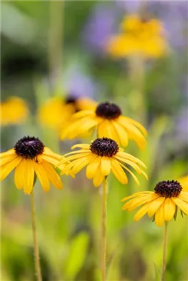 Prächtiger Sonnenhut - Rudbeckia fulgida var.speciosa