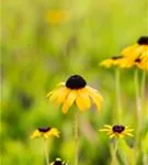 Prächtiger Sonnenhut - Rudbeckia fulgida var.speciosa