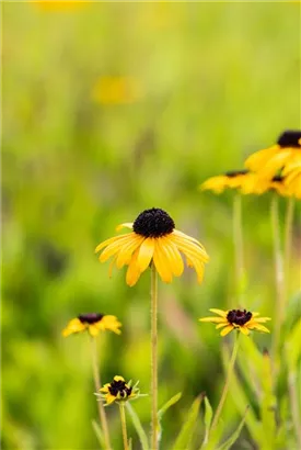 Prächtiger Sonnenhut - Rudbeckia fulgida var.speciosa