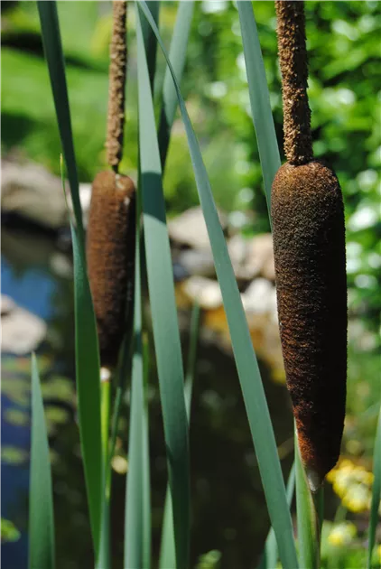 Typha latifolia, Breitblttriger Rohrkolben - Semper Verde Pflanzenzentrum  Ullmer GbR