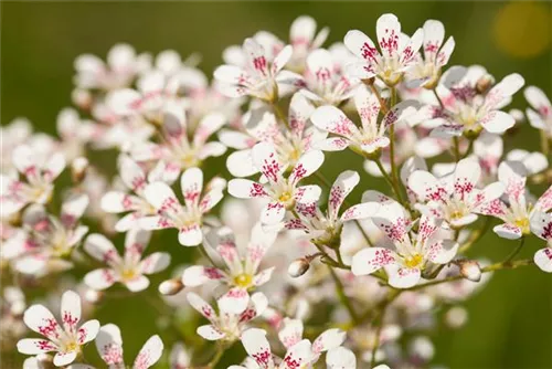 Garten-Strauch-Steinbrech - Saxifraga arendsii 'Southside Seedling'