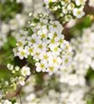 Prachtspiere - Spiraea vanhouttei - Ziergehölze