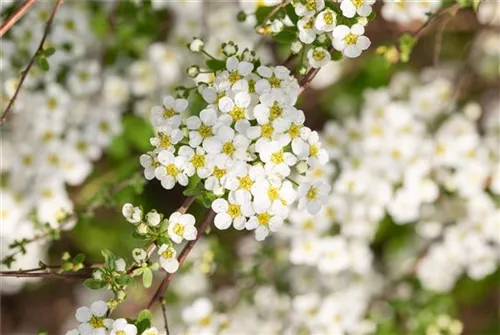 Prachtspiere - Spiraea vanhouttei - Ziergehölze