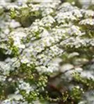 Prachtspiere - Spiraea vanhouttei - Ziergehölze