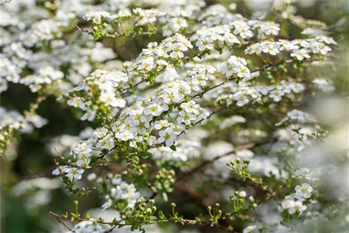 Prachtspiere - Spiraea vanhouttei - Ziergehölze