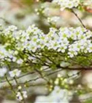 Prachtspiere - Spiraea vanhouttei - Ziergehölze