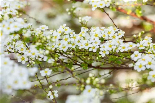 Prachtspiere - Spiraea vanhouttei - Ziergehölze