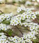 Prachtspiere - Spiraea vanhouttei - Ziergehölze