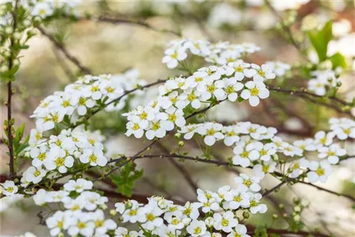Prachtspiere - Spiraea vanhouttei - Ziergehölze