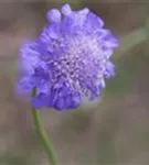 Garten-Tauben-Skabiose - Scabiosa columbaria 'Butterfly Blue'