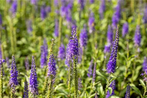 Langblättriger Garten-Ehrenpreis - Veronica longifolia 'Blauriesin'