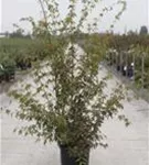 Fächerahorn - Acer palmatum - Ziergehölze