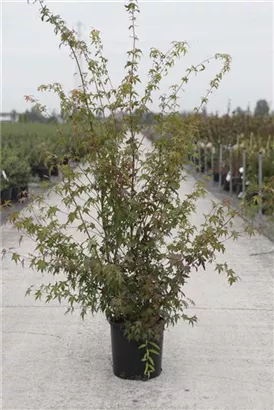 Fächerahorn - Acer palmatum - Ziergehölze