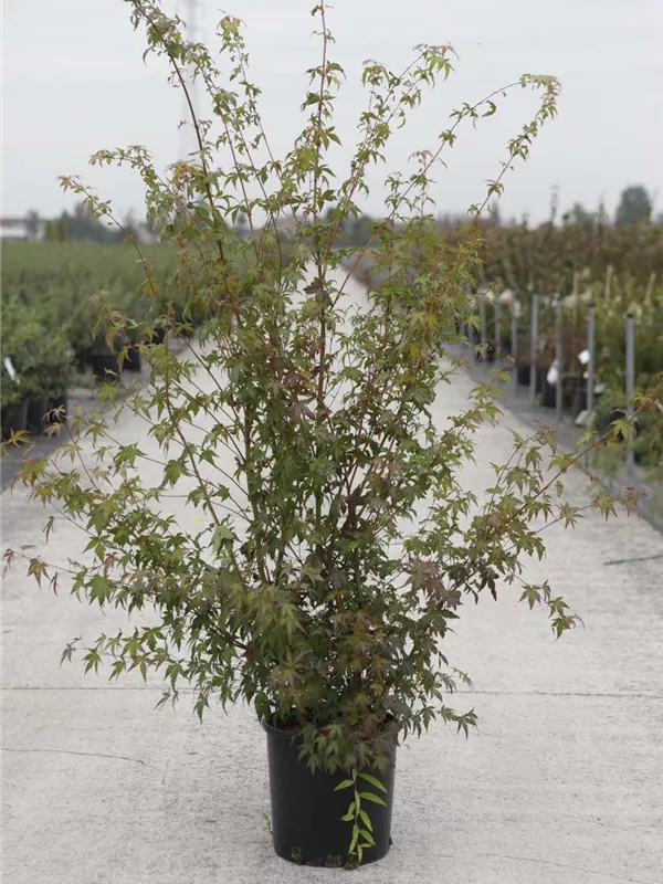 Fächerahorn - Acer palmatum - Ziergehölze