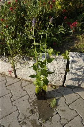 Garten-Duftnessel - Agastache rugosa 'Blue Fortune'