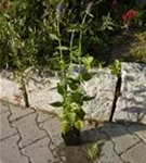 Garten-Duftnessel - Agastache rugosa 'Blue Fortune'