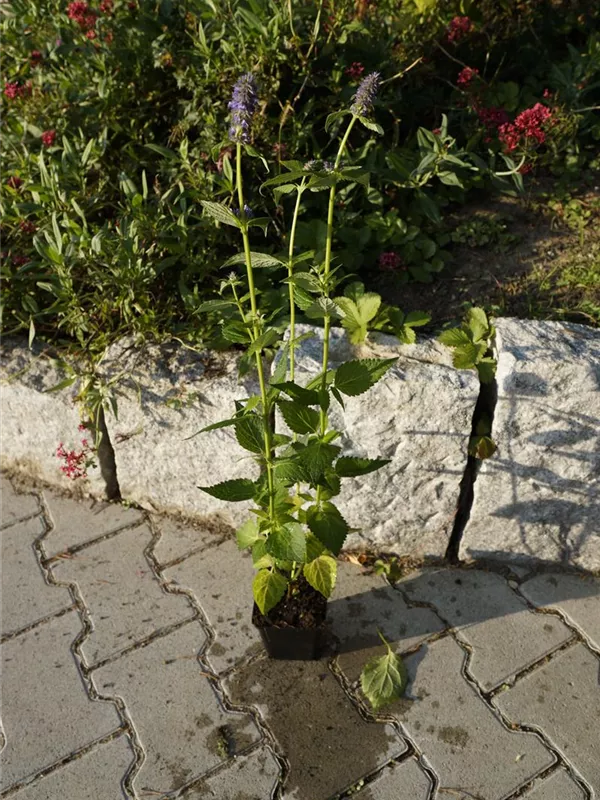 Garten-Duftnessel - Agastache rugosa 'Blue Fortune'