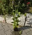 Garten-Duftnessel - Agastache rugosa 'Blue Fortune'