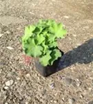 Großblättriger Frauenmantel - Alchemilla mollis