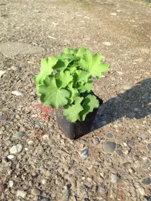 Großblättriger Frauenmantel - Alchemilla mollis