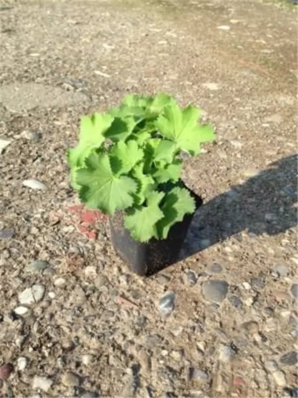 Großblättriger Frauenmantel - Alchemilla mollis