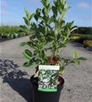 Apfelbeere 'Professor Ed' - Aronia melanocarpa 'Professor Ed'